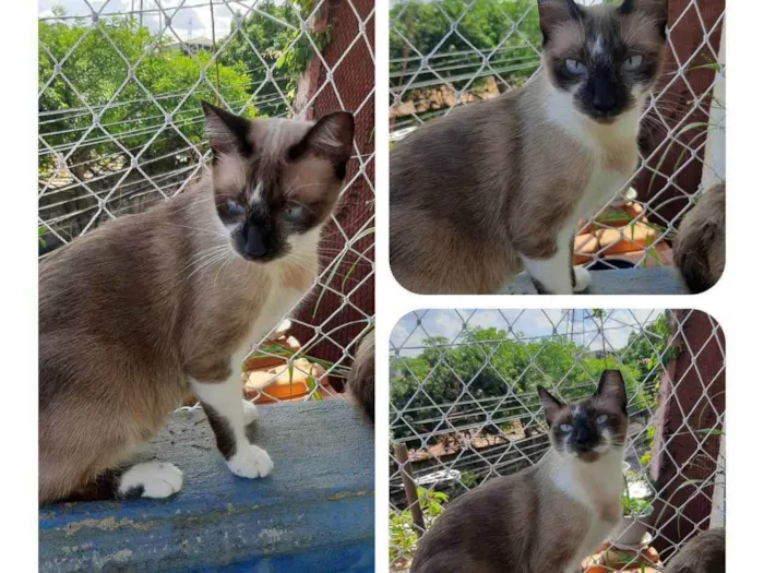 Gato raça SRD idade 1 ano nome Mia