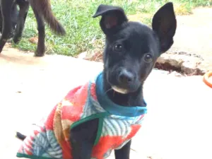 Cachorro raça S.R.D idade Abaixo de 2 meses nome Sem nome