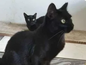 Gato raça SRD idade 1 ano nome Cindy