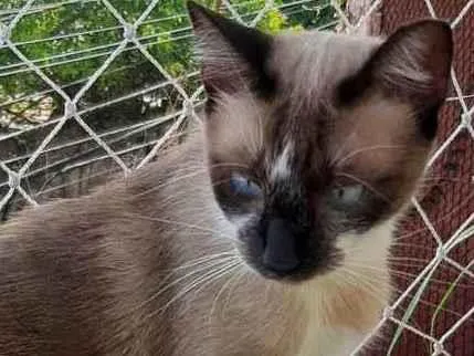 Gato raça SRD idade 1 ano nome Mia