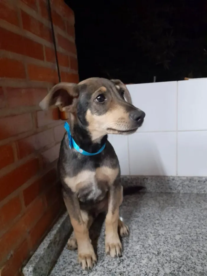 Cachorro ra a SRD idade 2 a 6 meses nome Filhotes 22