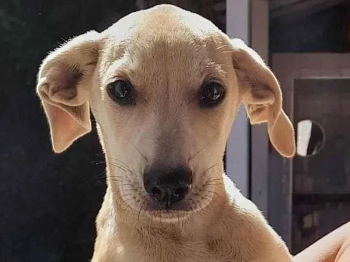 Cachorro ra a SRD idade 2 a 6 meses nome Filhotes 22