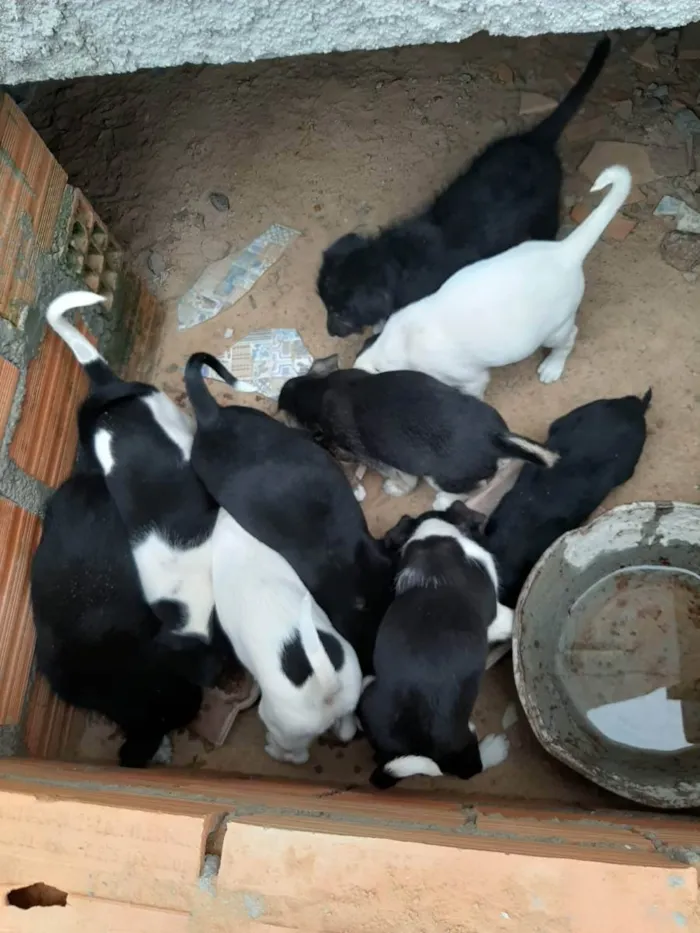 Cachorro raça sem raça definida idade Abaixo de 2 meses nome Ninhada