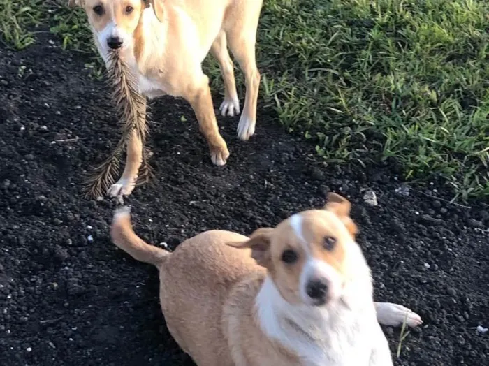 Cachorro ra a Vira lata  idade 7 a 11 meses nome Tuca e Pipoca