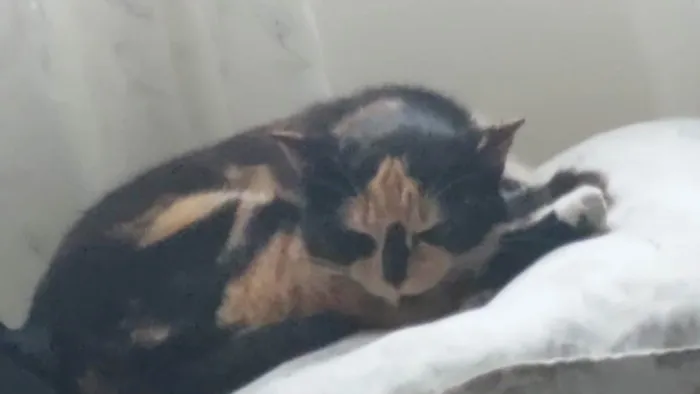 Gato ra a  idade  nome -
