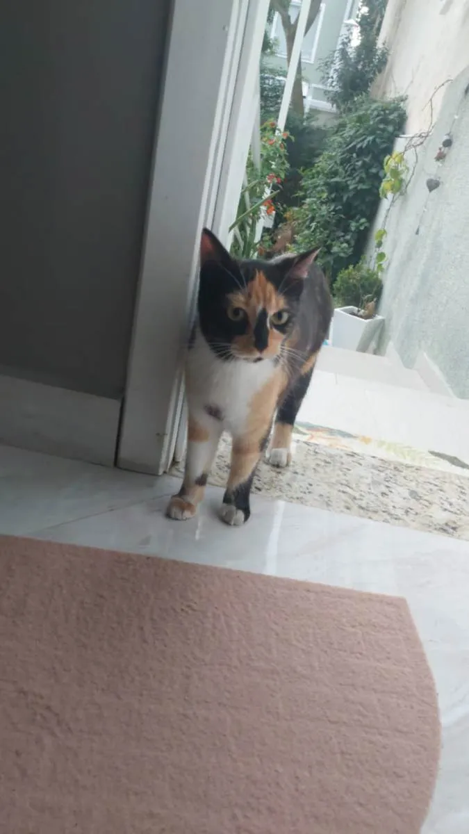Gato ra a  idade  nome -