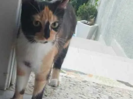 Gato ra a  idade  nome -