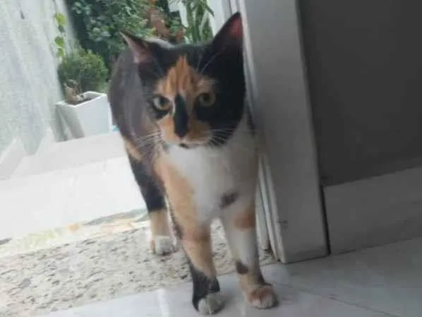 Gato ra a  idade  nome -