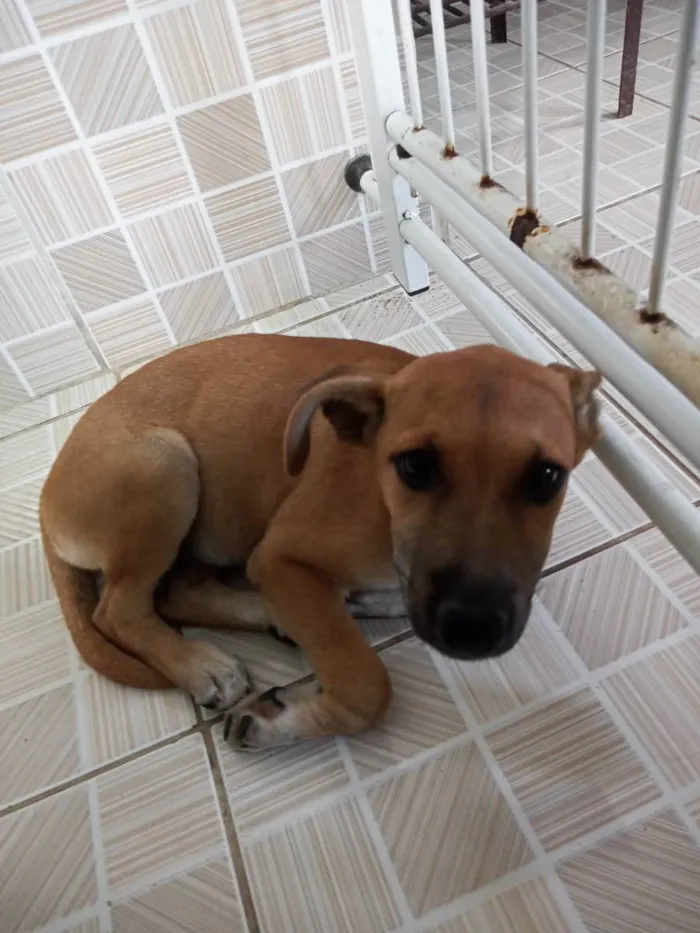 Cachorro ra a Vira-lata idade 2 a 6 meses nome Margarida