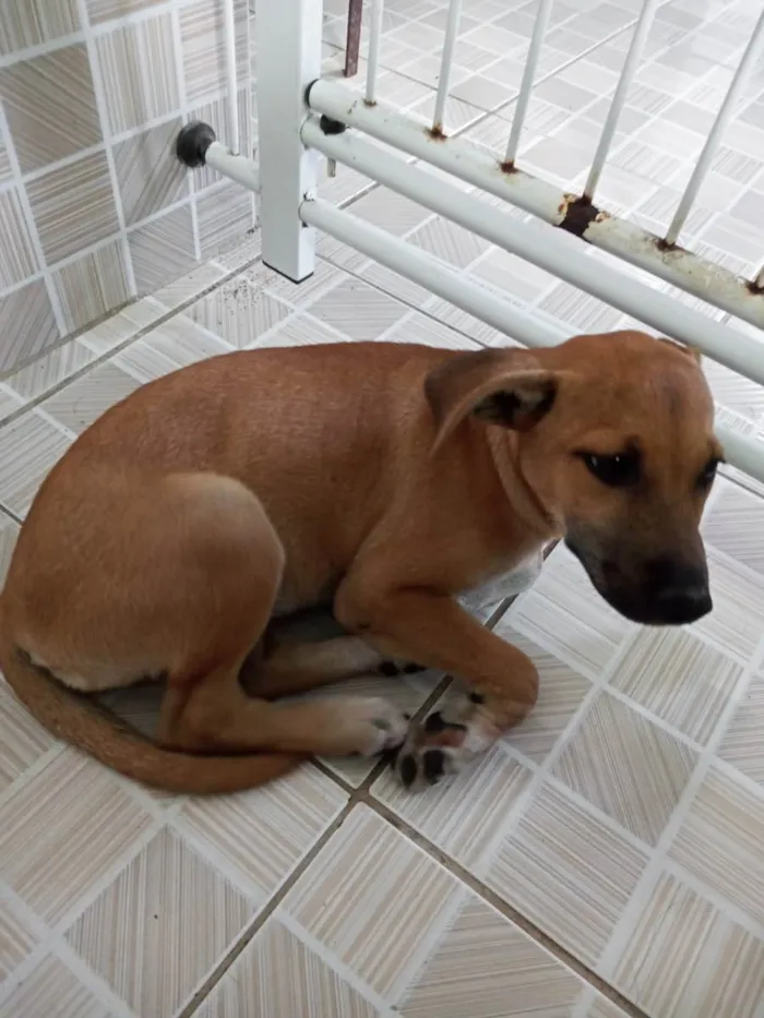 Cachorro ra a Vira-lata idade 2 a 6 meses nome Margarida