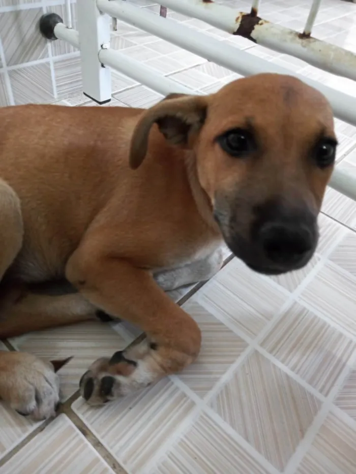 Cachorro ra a Vira-lata idade 2 a 6 meses nome Margarida