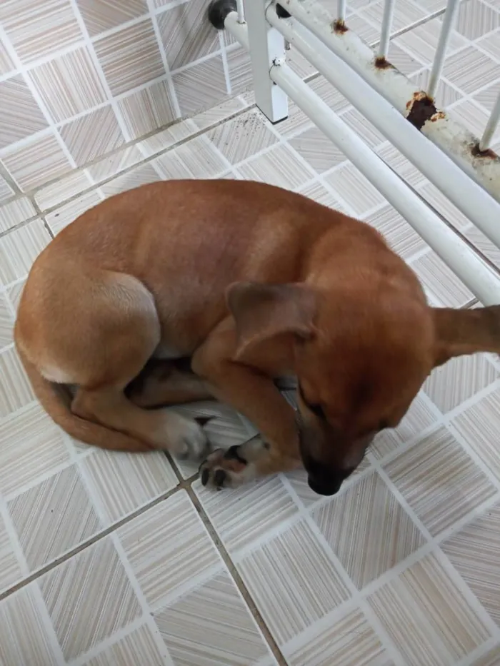 Cachorro ra a Vira-lata idade 2 a 6 meses nome Margarida