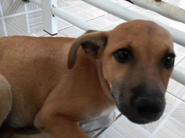 Cachorro ra a Vira-lata idade 2 a 6 meses nome Margarida