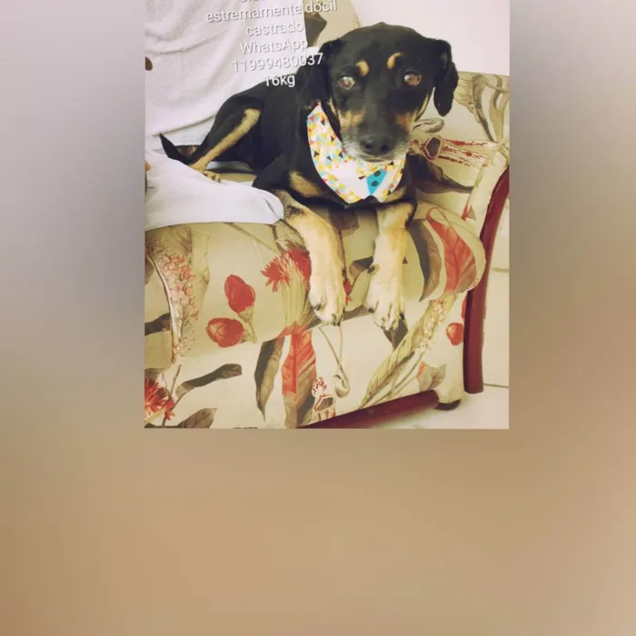 Cachorro raça Sem raça definida  idade  nome Claudinho