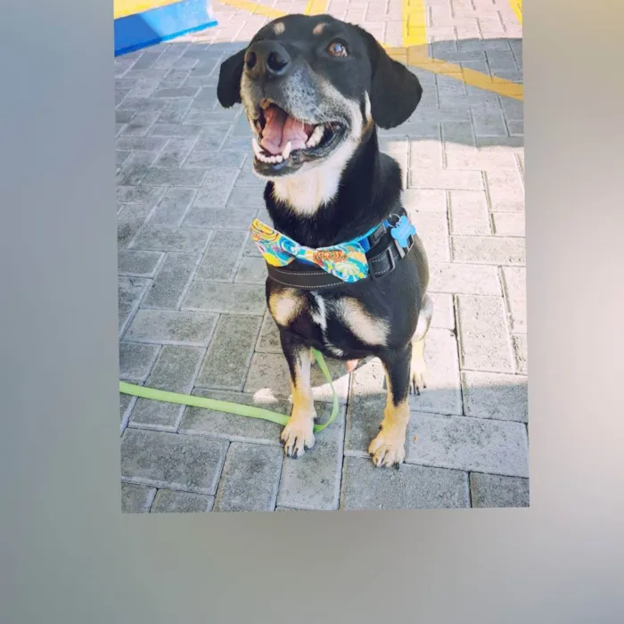 Cachorro raça Sem raça definida  idade  nome Claudinho