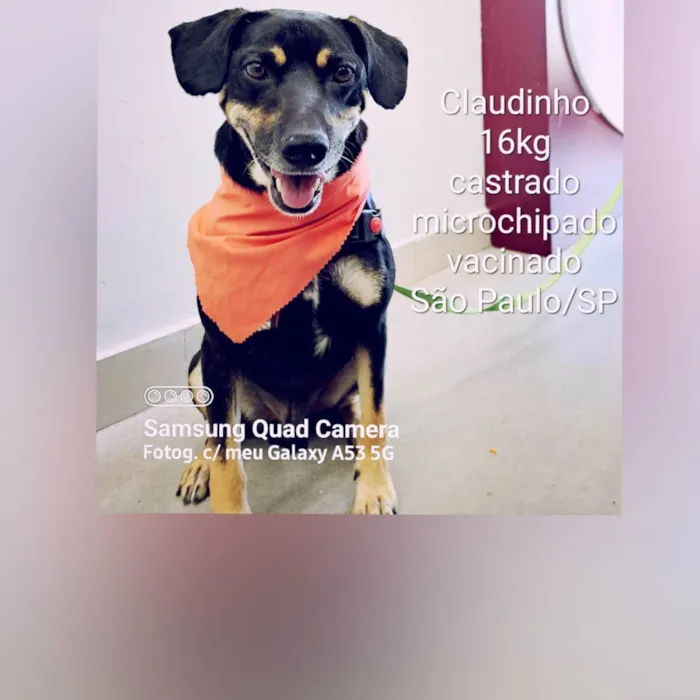 Cachorro raça Sem raça definida  idade  nome Claudinho