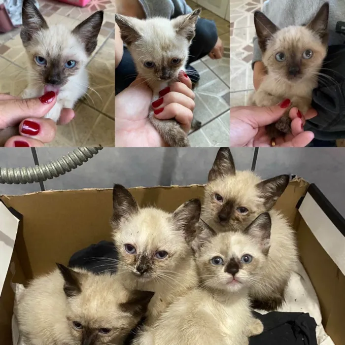 Gato raça Sem raça definida  idade 2 a 6 meses nome Sem nomes filhotes 