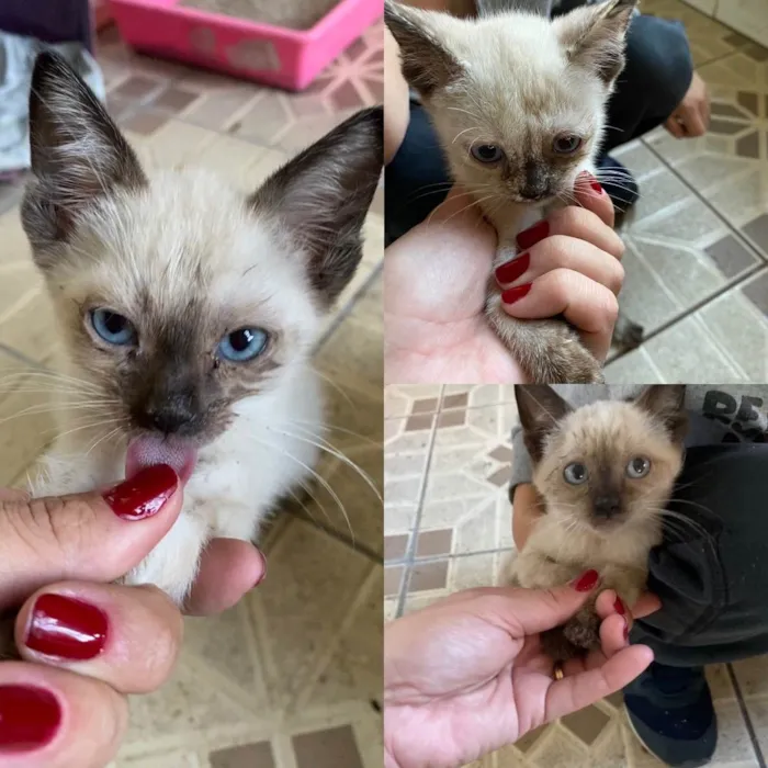 Gato raça Sem raça definida  idade 2 a 6 meses nome Sem nomes filhotes 