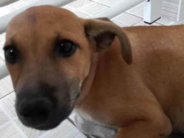 Cachorro ra a Vira-lata idade 2 a 6 meses nome Margarida