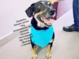Cachorro raça Sem raça definida  idade  nome Claudinho