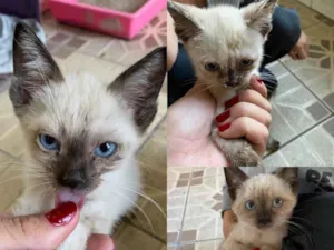 Gato raça Sem raça definida  idade 2 a 6 meses nome Sem nomes filhotes 