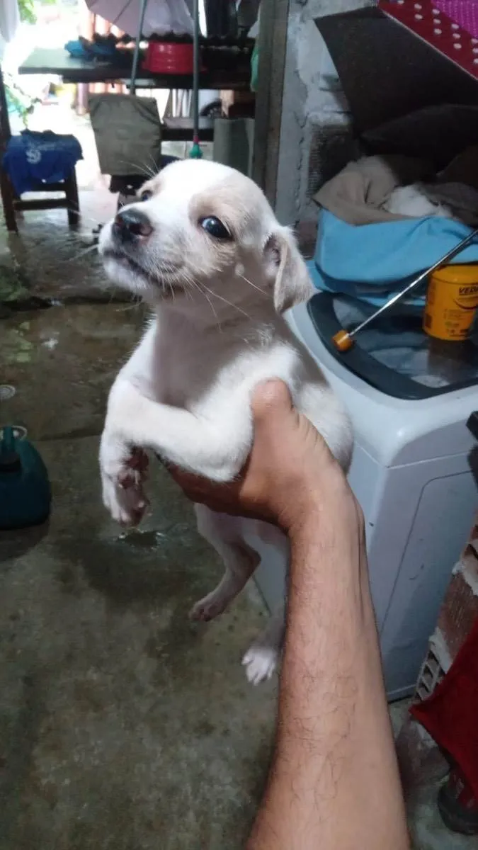 Cachorro ra a Sem raça definida  idade Abaixo de 2 meses nome Filhotinhos do amor 
