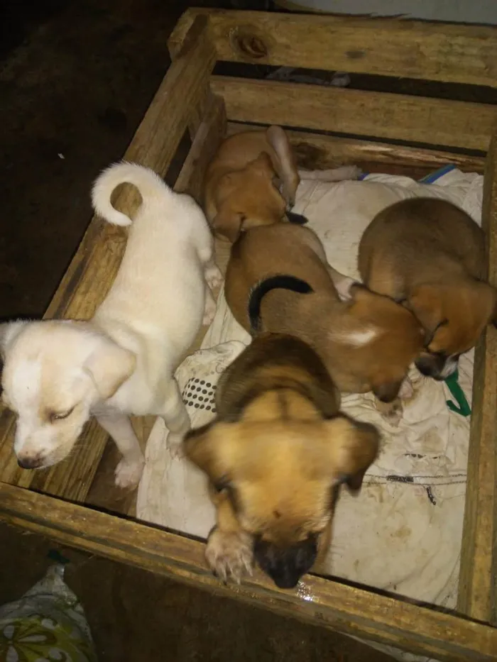 Cachorro ra a Sem raça definida  idade Abaixo de 2 meses nome Filhotinhos do amor 