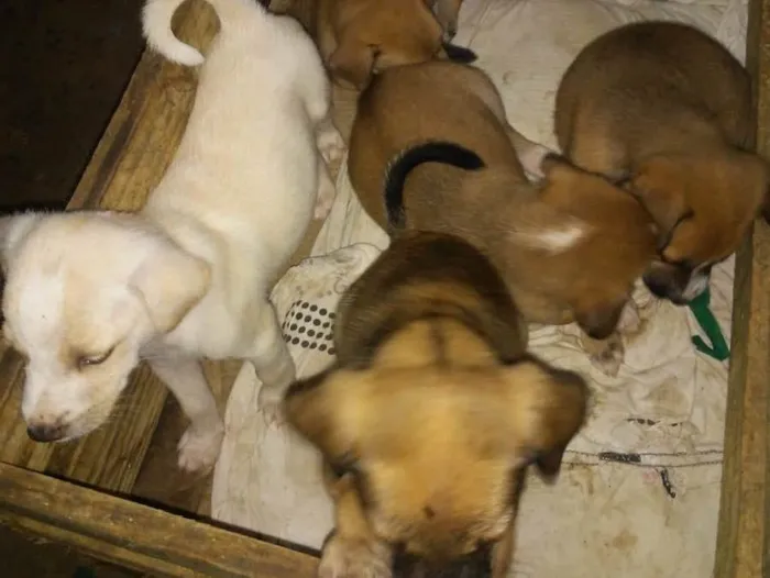 Cachorro ra a Sem raça definida  idade Abaixo de 2 meses nome Filhotinhos do amor 