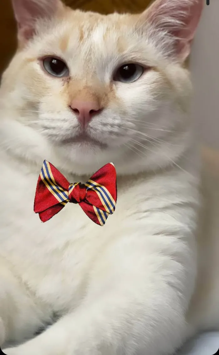 Gato ra a Sdr idade 3 anos nome Teco
