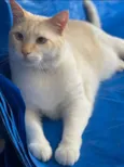 Teco