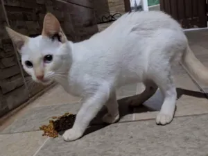 Gato raça Srd idade 2 a 6 meses nome Sem nome