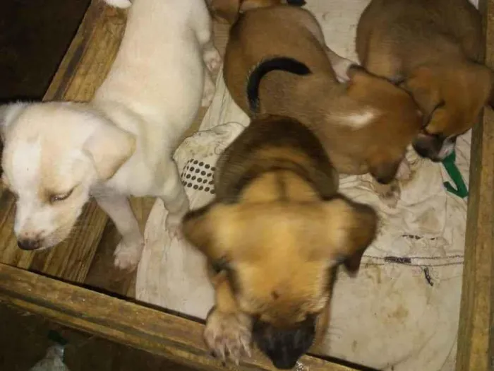 Cachorro ra a Sem raça definida  idade Abaixo de 2 meses nome Filhotinhos do amor 