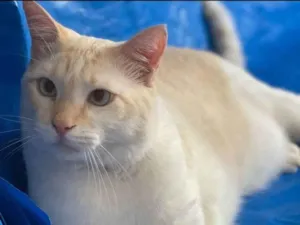Gato raça Sdr idade 3 anos nome Teco