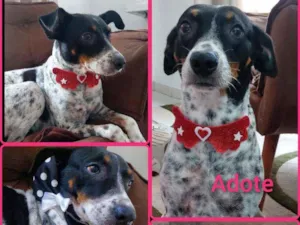 Cachorro raça Srd idade 2 anos nome Malu