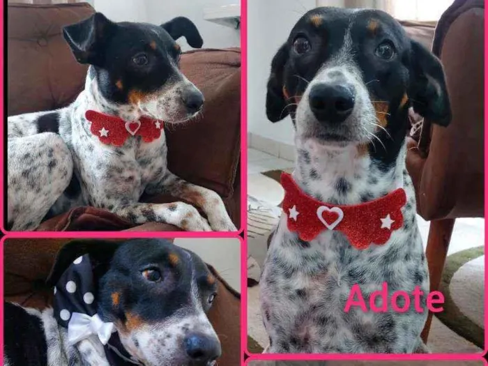 Cachorro ra a Srd idade 2 anos nome Malu