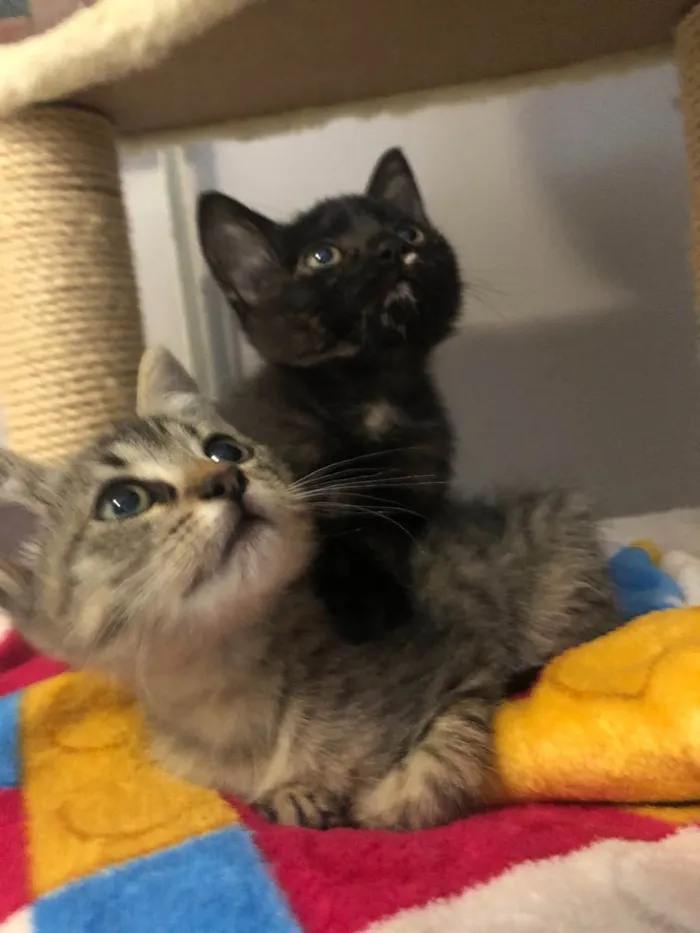 Gato ra a Srd idade Abaixo de 2 meses nome Maroca 