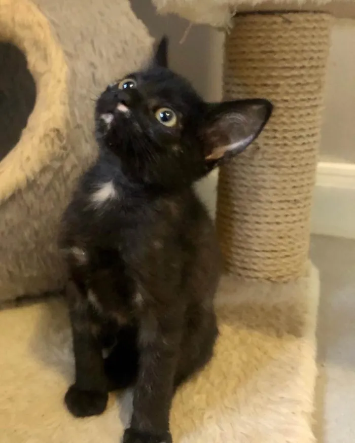 Gato ra a Srd idade Abaixo de 2 meses nome Maroca 