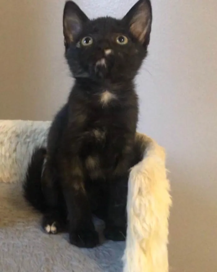 Gato ra a Srd idade Abaixo de 2 meses nome Maroca 