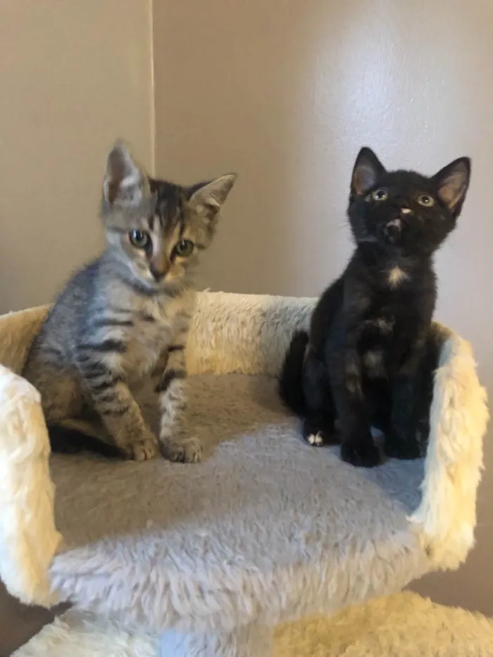 Gato ra a Srd idade Abaixo de 2 meses nome Maroca 