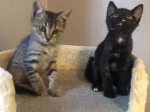 Gato raça Srd idade Abaixo de 2 meses nome Maroca 