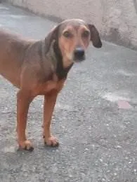 Cachorro raça  idade  nome Dalila