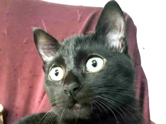 Gato raça SRD idade 7 a 11 meses nome Ecnotiflas