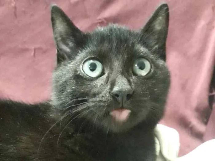 Gato raça SRD idade 7 a 11 meses nome Stropovactano