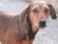 Dalila
