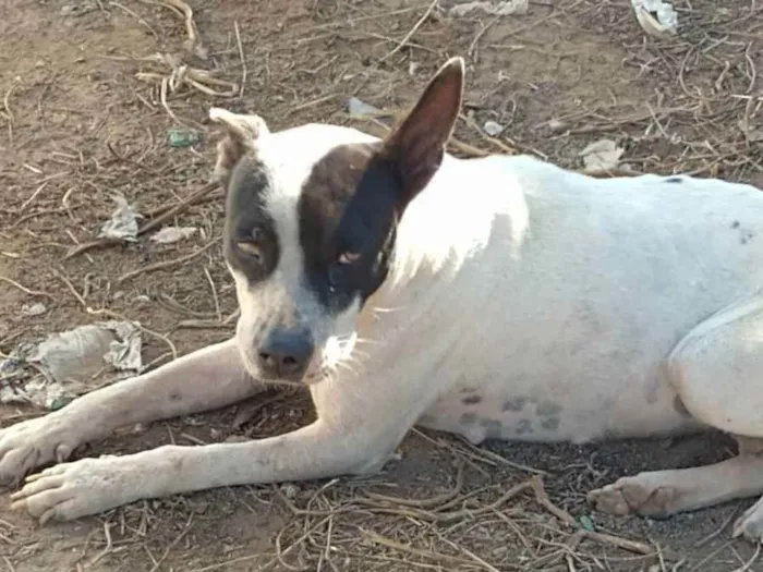 Cachorro ra a  idade  nome Não tenho conhecimen