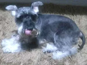 Cachorro raça Schnauzer idade 5 anos nome Cindy e Bebela