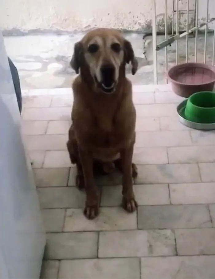 Cachorro ra a Labrador Mestiço  idade 6 ou mais anos nome Lion