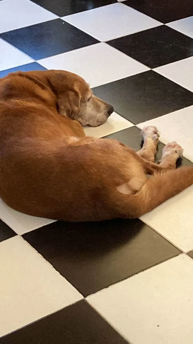 Cachorro ra a Labrador Mestiço  idade 6 ou mais anos nome Lion