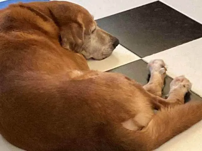 Cachorro ra a Labrador Mestiço  idade 6 ou mais anos nome Lion