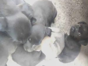 Cachorro raça Srd ( sem raça definida)  idade Abaixo de 2 meses nome Filhotes 